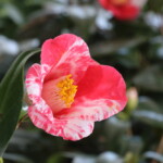 義司　　Yoshitsukasa　　高野 末男